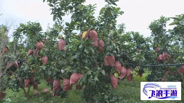 (柚子多肉长啥样) 【家庭种植指南】柚子多肉植物的养殖秘诀：简单步骤，让绿意盎然点缀你的家园