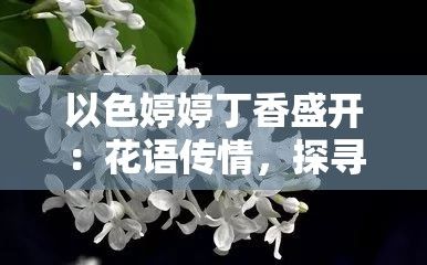 以色婷婷丁香盛开：花语传情，探寻古人对丁香的情感寓意与文化价值