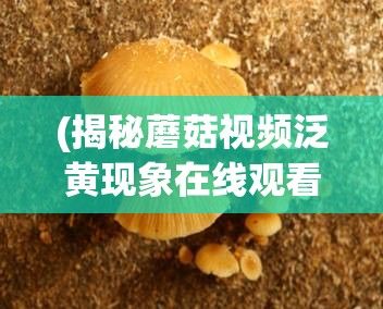 (揭秘蘑菇视频泛黄现象在线观看) 揭秘蘑菇视频泛黄现象：光照和时间影响下的真相解析